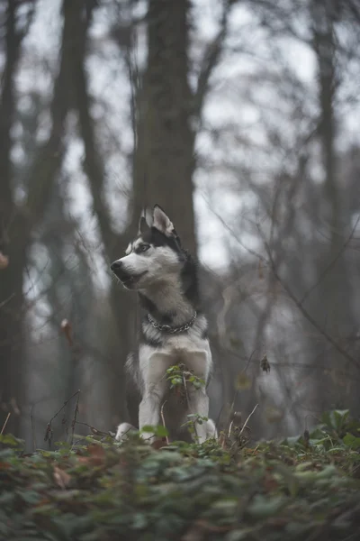 Husky in woods — Stock Photo, Image