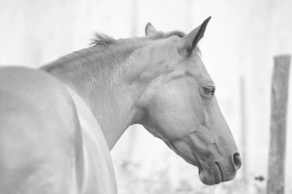 Pure čistokrevný kůň — Stock fotografie