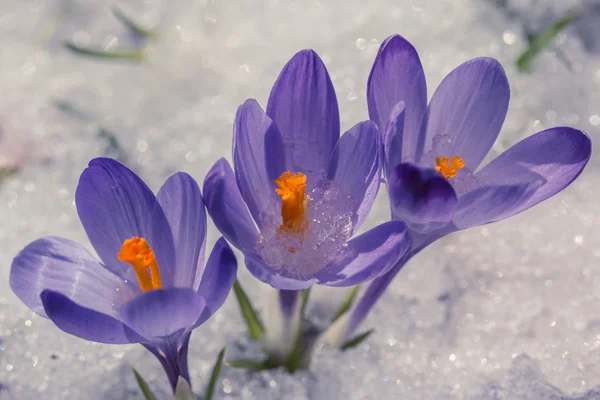 Purple flowers in the snow Stock Photo