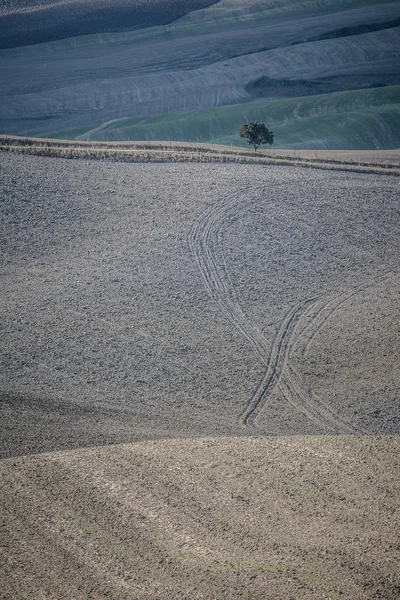 Ein Baum auf den Hügeln der Toskana — Stockfoto