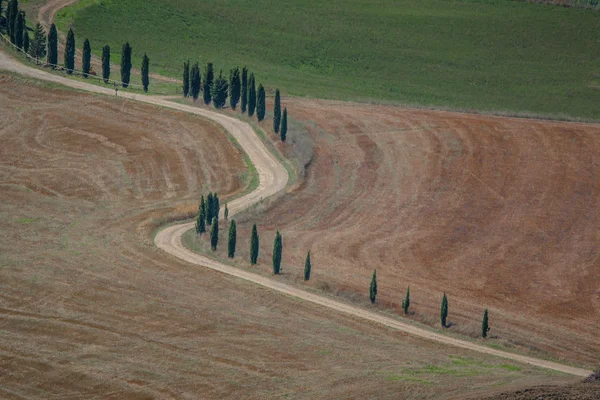 Selvi ağaçları Val d'Orcia