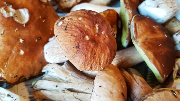 Champignons récoltés dans la forêt automne — Photo