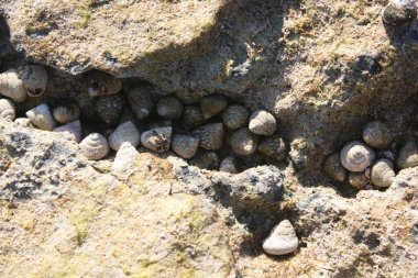 Bir grup deniz salyangozu Mayorka, Balearic Adası, İspanya 'da bir kaya yarığında