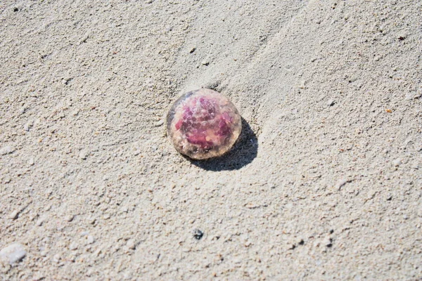 Jellyfish Beach Balearic Islands Mallorca Spain Mediterranean Sea — Stock Photo, Image