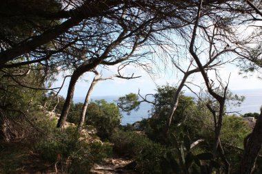 Ada manzarası, sahil, güzel sahil kıyısı, Balear Adaları, Mallorca, İspanya, Akdeniz.