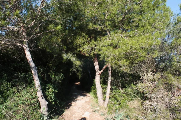 Paisagem Insular Praia Bela Baía Beira Mar Ilhas Baleares Maiorca — Fotografia de Stock