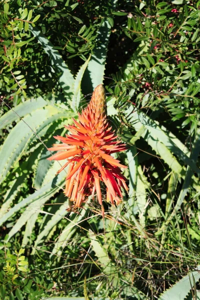 Aloe Fiore Che Cresce Selvatica Maiorca Isole Baleari Mar Mediterraneo — Foto Stock