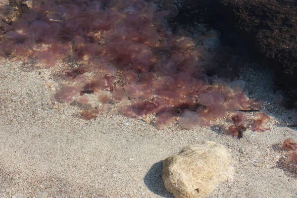 泳滩附近水域内危险水母的集居地 — 图库照片