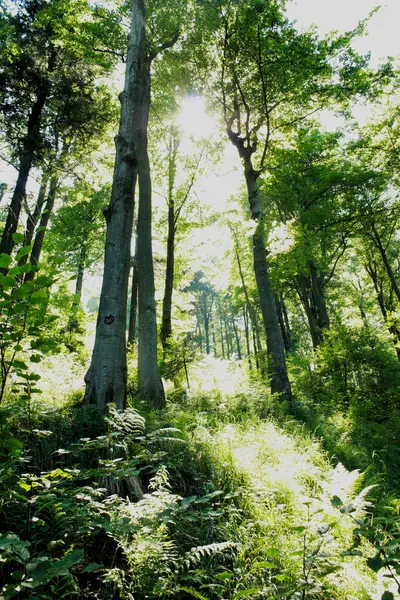Viejo Bosque Montaña Beskids Polonia — Foto de Stock