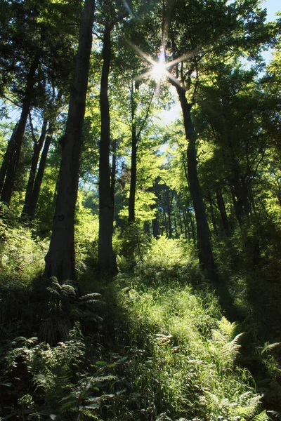 Polonya 'daki Beskids' taki eski dağ ormanı.