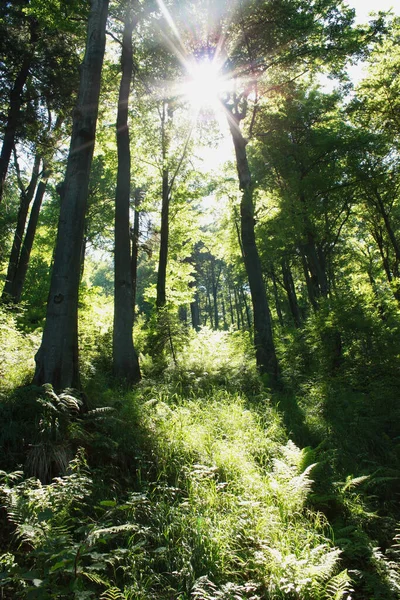 Velha Floresta Montanhosa Nos Beskids Polônia — Fotografia de Stock