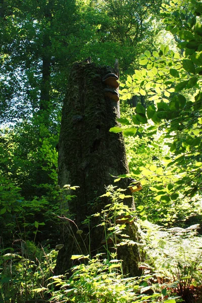 Der Alte Bergwald Den Beskiden Polen — Stockfoto