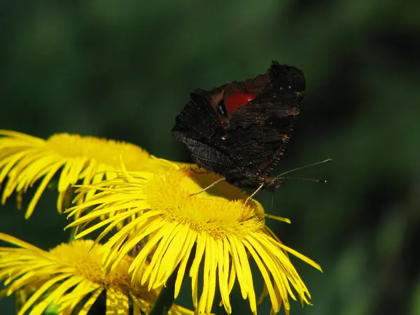 黄色花朵上的黑色蝴蝶 — 图库照片