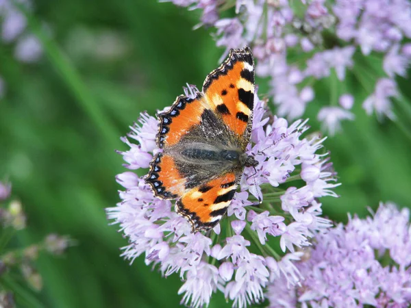 Una Mariposa Naranja Sobre Una Flor Púrpura —  Fotos de Stock