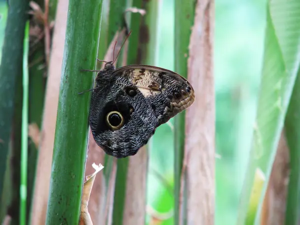Mariposa Negra Sobre Árbol Jardín —  Fotos de Stock