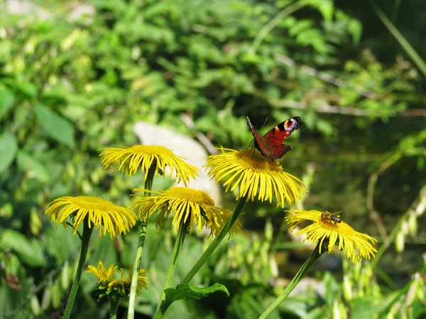 蝴蝶和蜜蜂在蒲公英上 — 图库照片