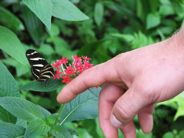 Bahçede Bir Kelebek — Stok fotoğraf