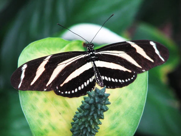 Papillon Sur Une Feuille Dans Jardin — Photo