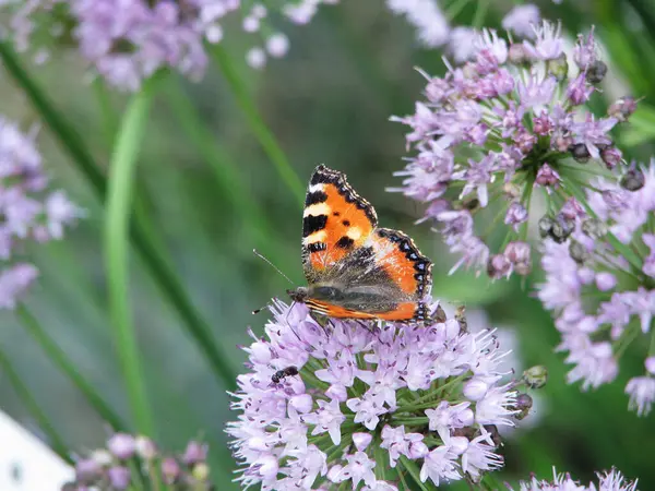 紫色花朵上的橙色蝴蝶 — 图库照片