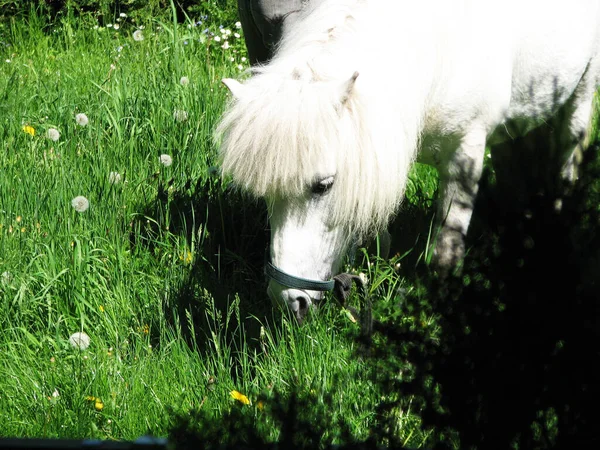 Белая Лошадь Лугу Летний День — стоковое фото