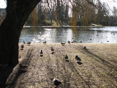 Gölün kıyısındaki ördekler