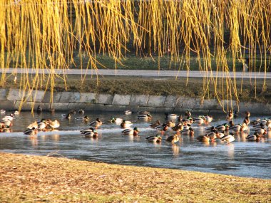 Donmuş buz gölündeki ördekler 