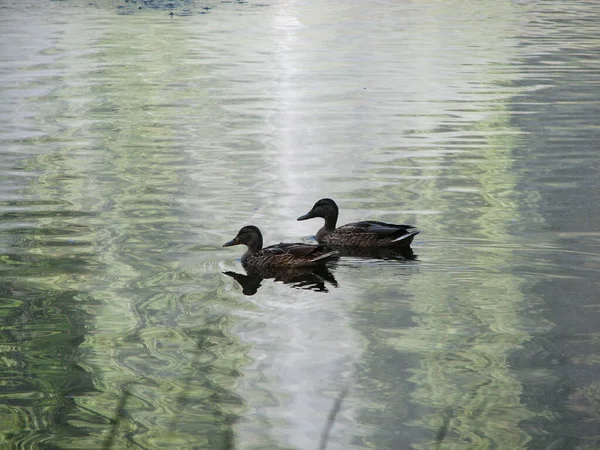 Canards Flottant Sur Eau Jour Été — Photo