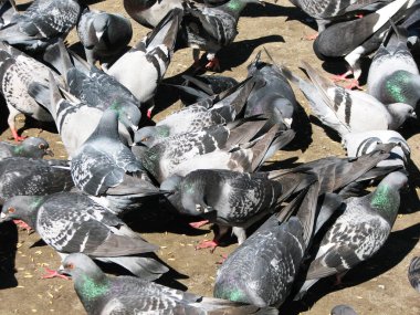 Yaz günü buğday yiyen güvercinler.