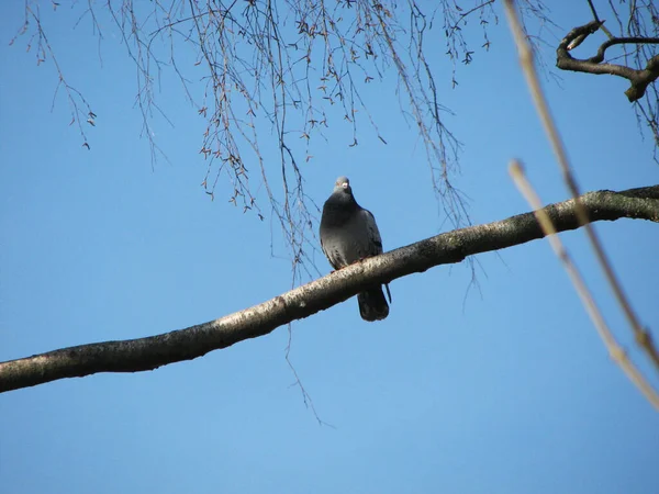 Yaz Günü Ağaçta Oturan Güvercin — Stok fotoğraf