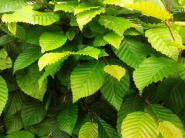 Yaz gününde yeşil yapraklar