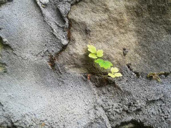 Little plant on a concrete wall color grey
