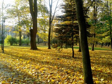 Parkta sonbahar güneşli bir günde  