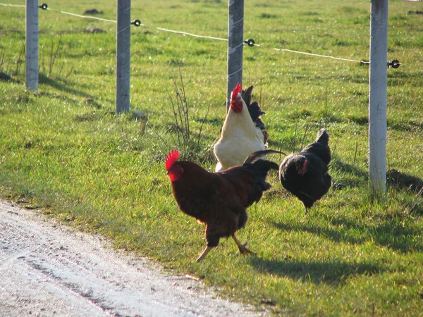 Pollos Caminando Sobre Hierba Campo Día Verano —  Fotos de Stock