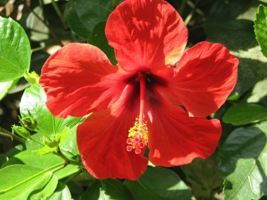 Bahçedeki kırmızı amber. Yaz günündeki güzel çiçek.