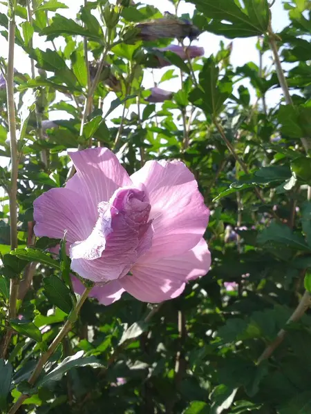 Hibisco Rosa Jardim Dia Mais Estúpido — Fotografia de Stock