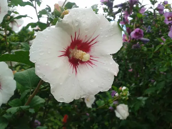 Witte Hibiscus Ketmia Tuin Regen Zomerdag — Stockfoto