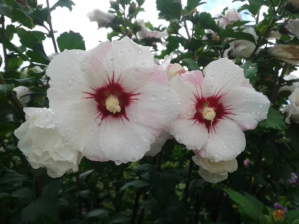 Hibisco Branco Ketmia Jardim Após Chuva Dia Verão — Fotografia de Stock