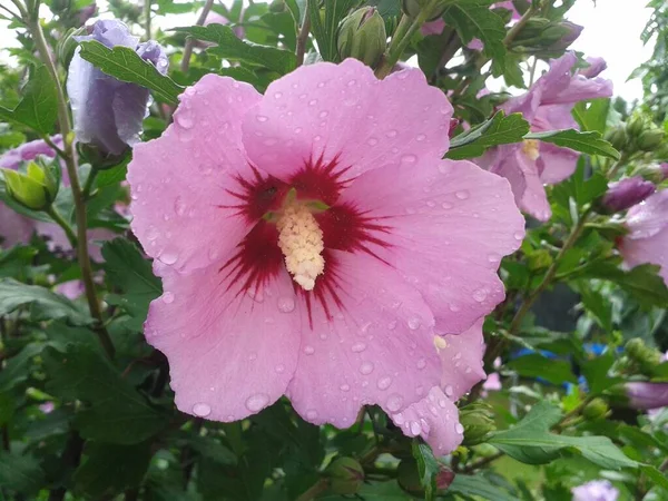 Rosa Hibisco Kermia Jardim Após Chuva Dia Verão — Fotografia de Stock