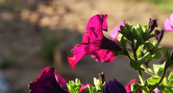 Voorjaar Bloemen Tuin Achtergrond — Stockfoto