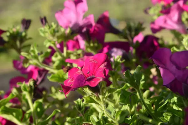 Весняні Квіти Суфії Фоні Саду — стокове фото