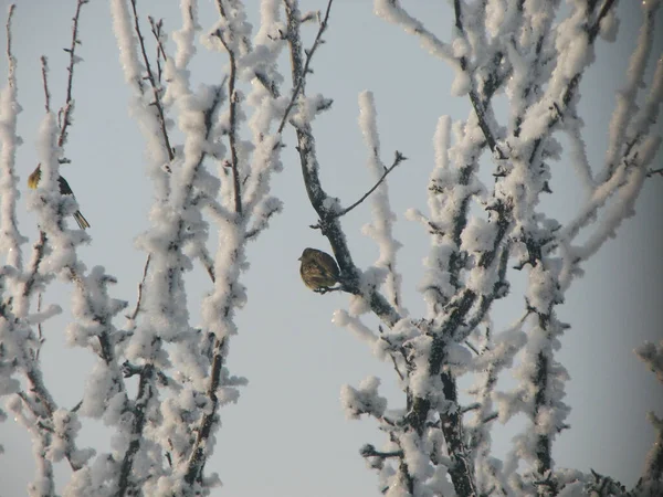 Kışın Kar Ağacındaki Kuş — Stok fotoğraf