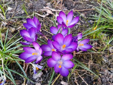 Bahar çiçeği mor arka plan güzel