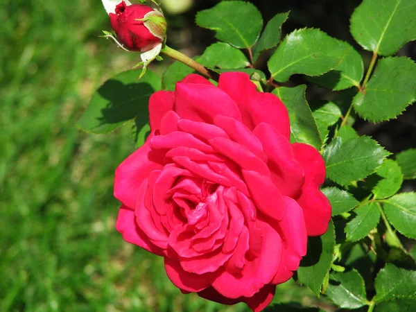 Rosa Rosa Jardim Baccground Beleza — Fotografia de Stock