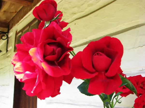 Rosa Vermelha Jardim Baccground Beleza — Fotografia de Stock