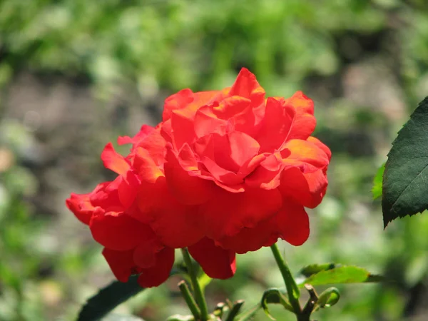 Rosa Vermelha Jardim Baccground Beleza — Fotografia de Stock