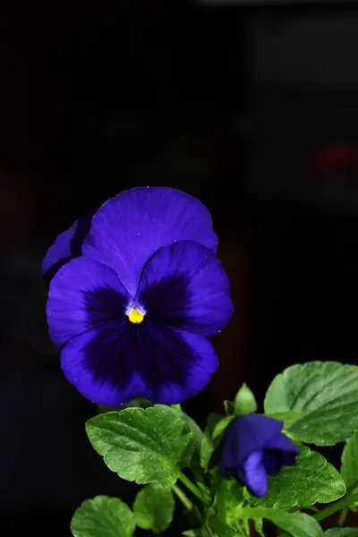 Pansy Azul Sobre Fondo Oscuro — Foto de Stock