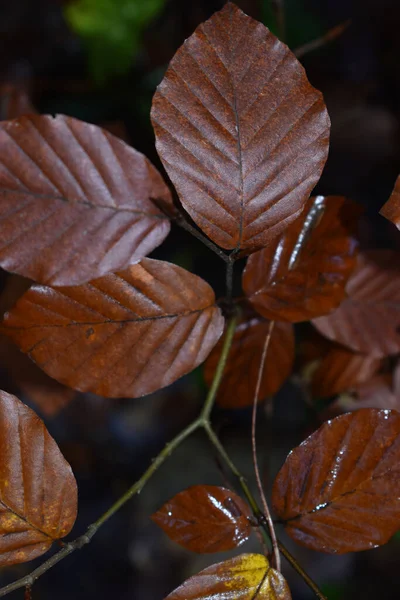 Herbstblätter Schönheitshintergrund Des Waldes — Stockfoto