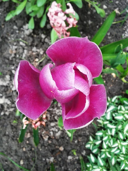 Roze Tulp Tuin Het Voorjaar — Stockfoto