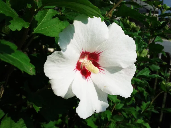 Flor Branca Hibisco Jardim Verão — Fotografia de Stock