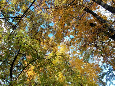 Parktaki sonbahar ağaçları senkronize gün mavi gökyüzü.